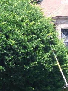 Mynor's Tree Experts