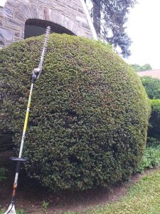 Mynor's Tree Experts