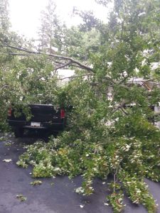 Mynor's Tree Experts