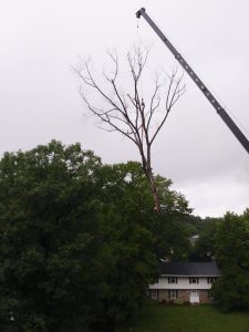 Mynor's Tree Experts