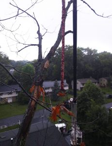 Mynor's Tree Experts