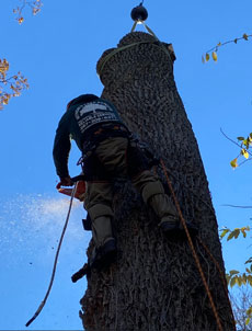 Mynor's Tree Experts