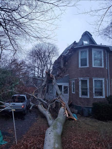 Mynor's Tree Experts