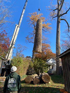 Mynor's Tree Experts