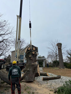Mynor's Tree Experts