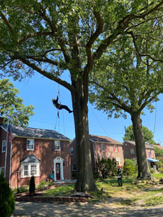 Mynor's Tree Experts