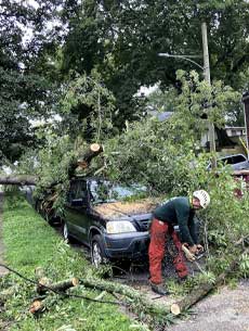 Mynor's Tree Experts
