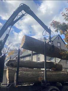 Mynor's Tree Experts